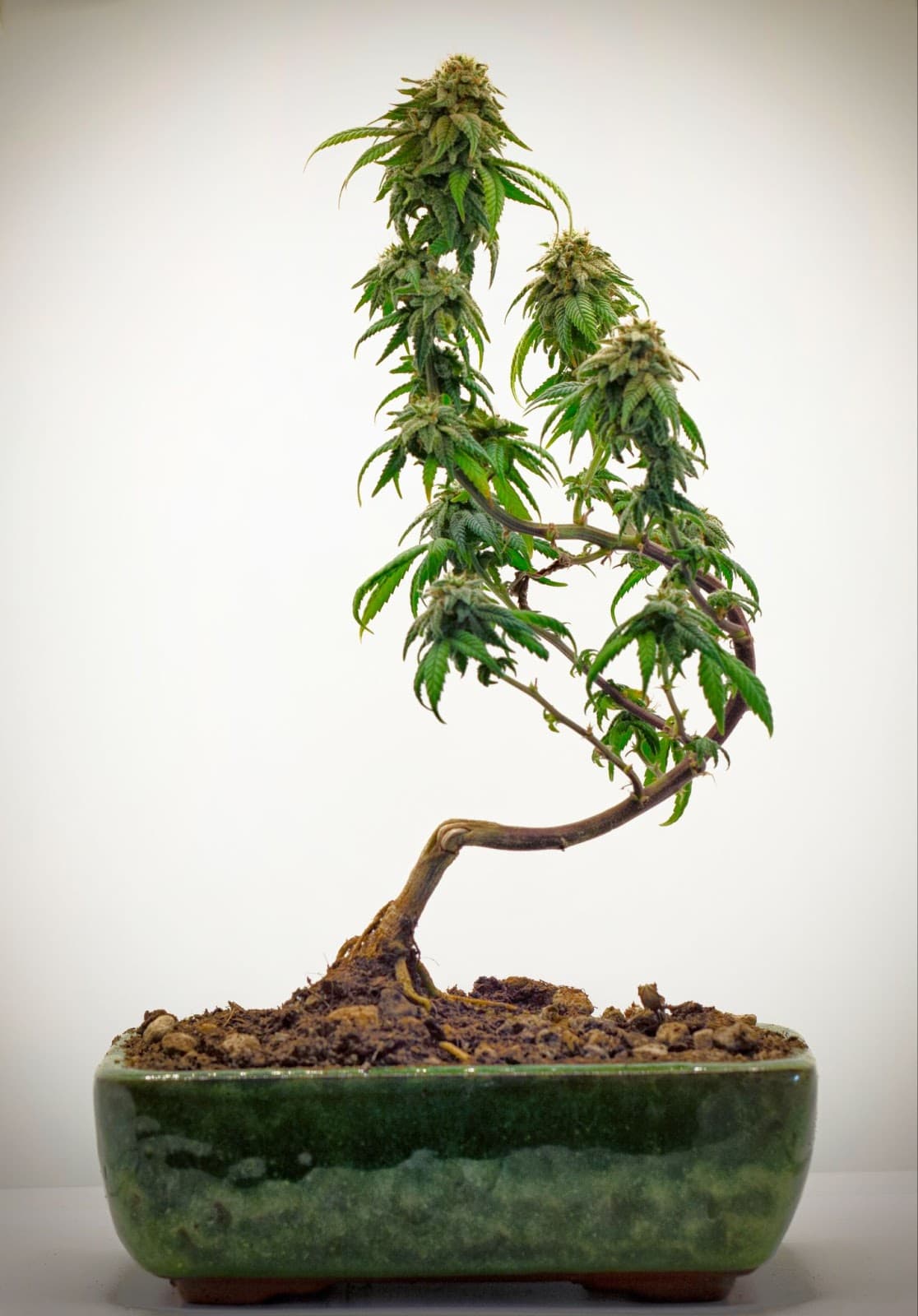 A tall cannabis bonsai flowering.