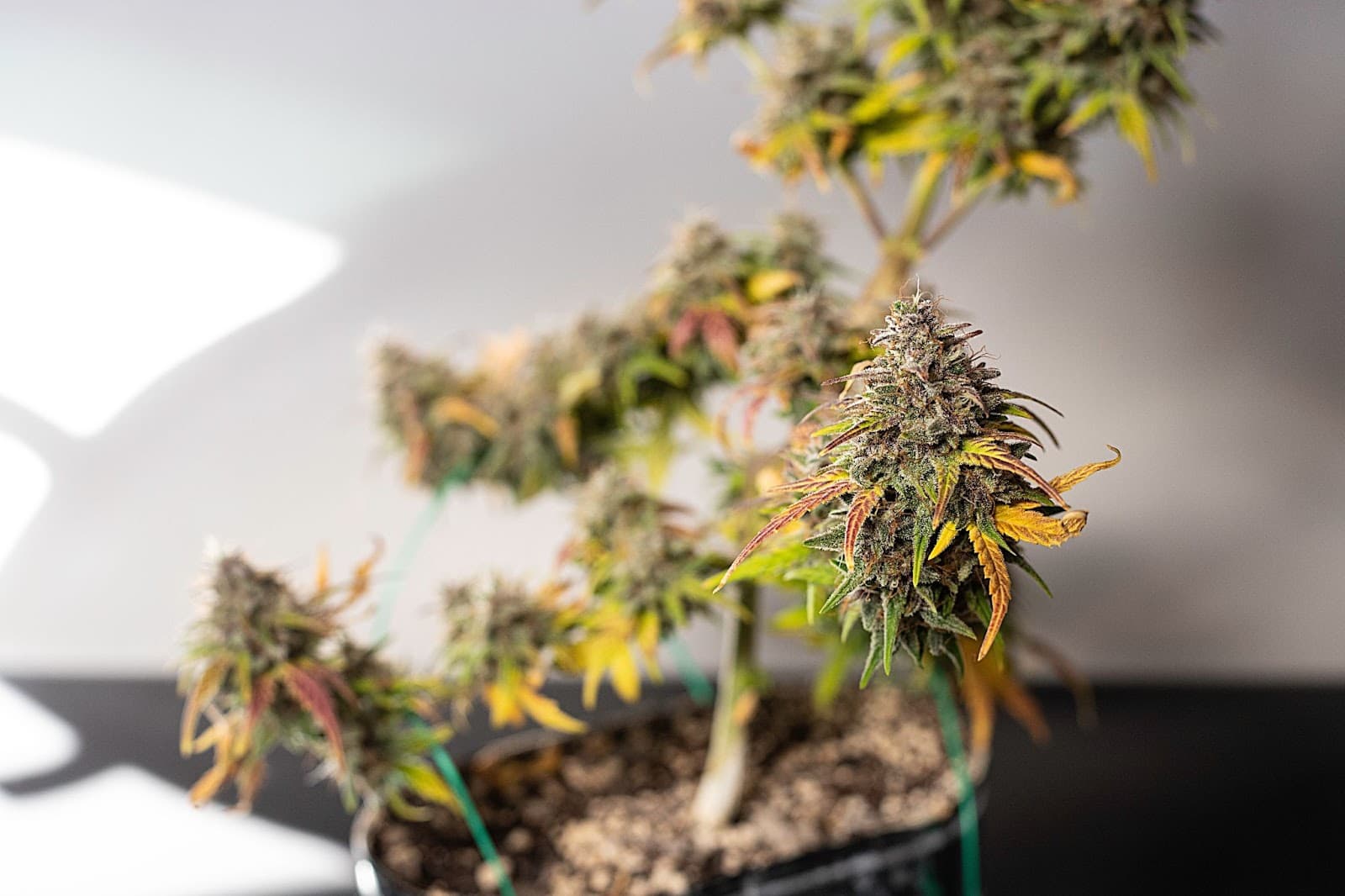 A cannabis bonsai flowering.