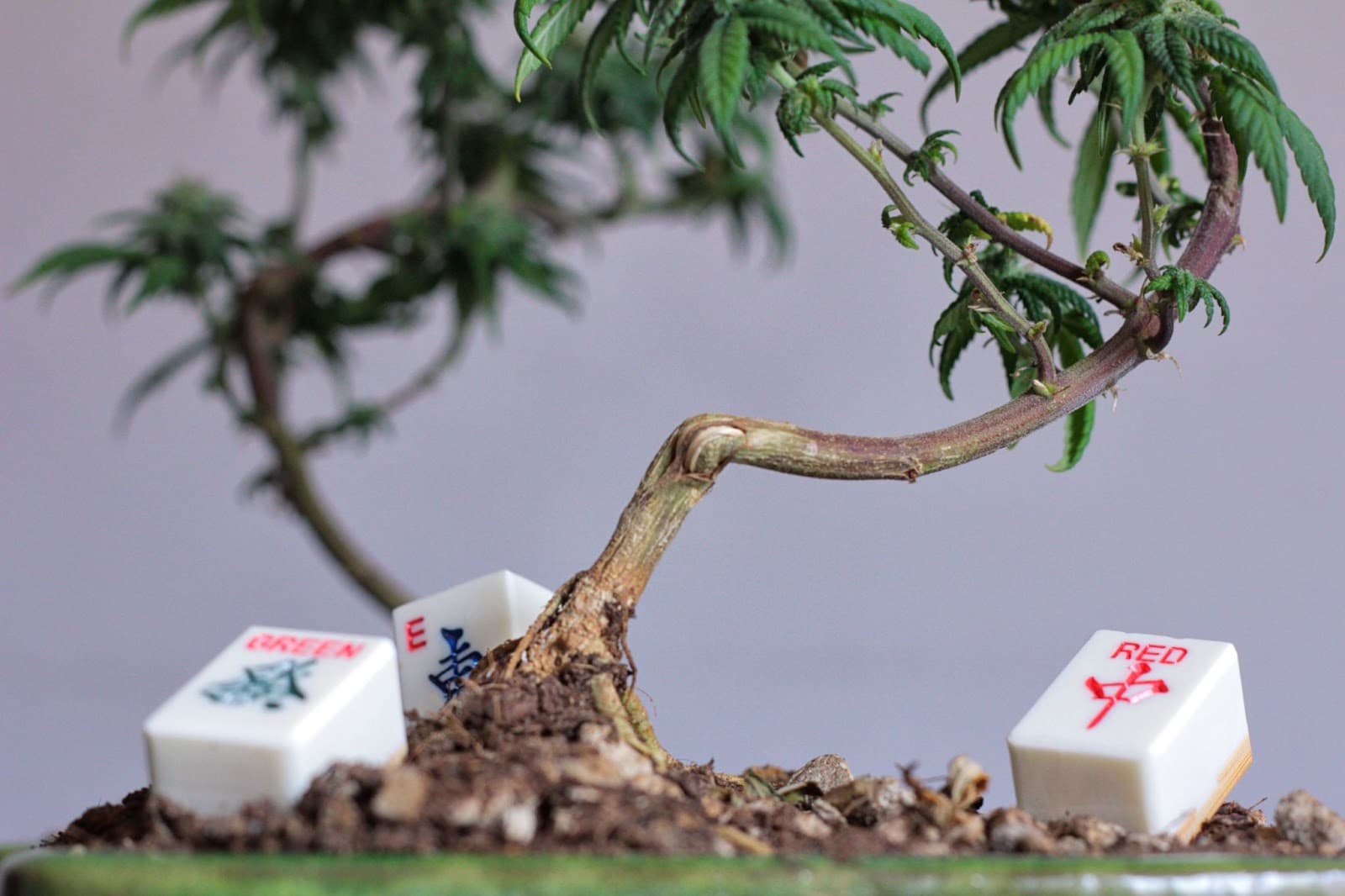 A cannabis bonsai with dice around the stem.