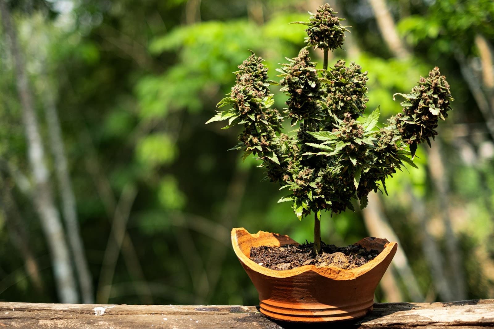 A small cannabis bonsai in a broken pot.