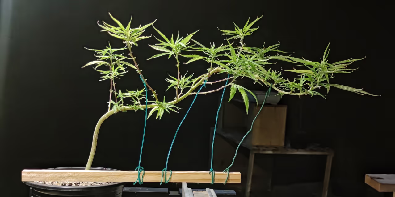 Cannabis bonsai technique. A grower ties a plant down to a stick.