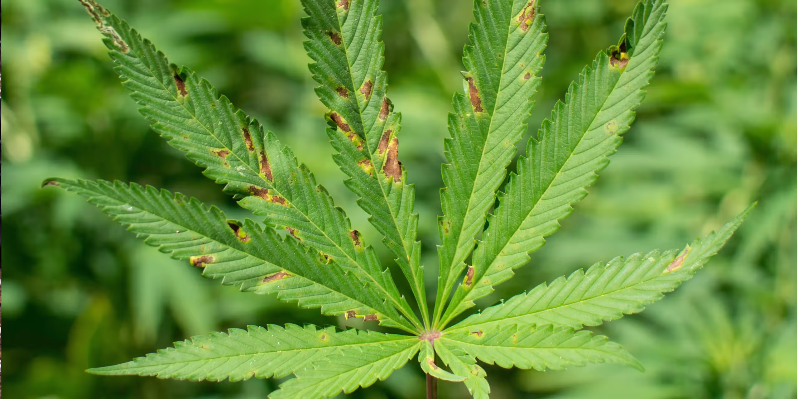 A cannabis calcium deficiency in a large cannabis leaf.