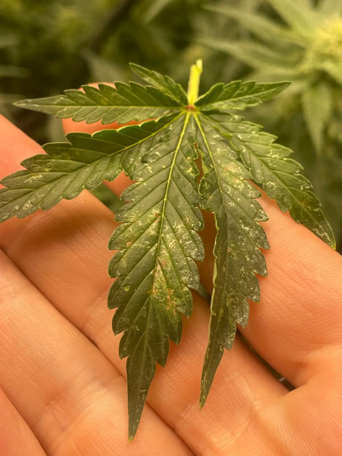 A small cannabis leaf showing a cannabis calcium deficiency.
