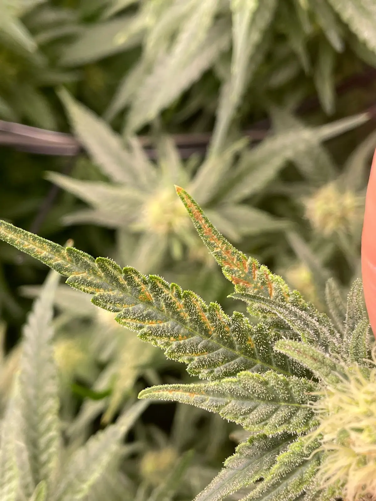 A cannabis calcium deficiency on a flowering cannabis plant.