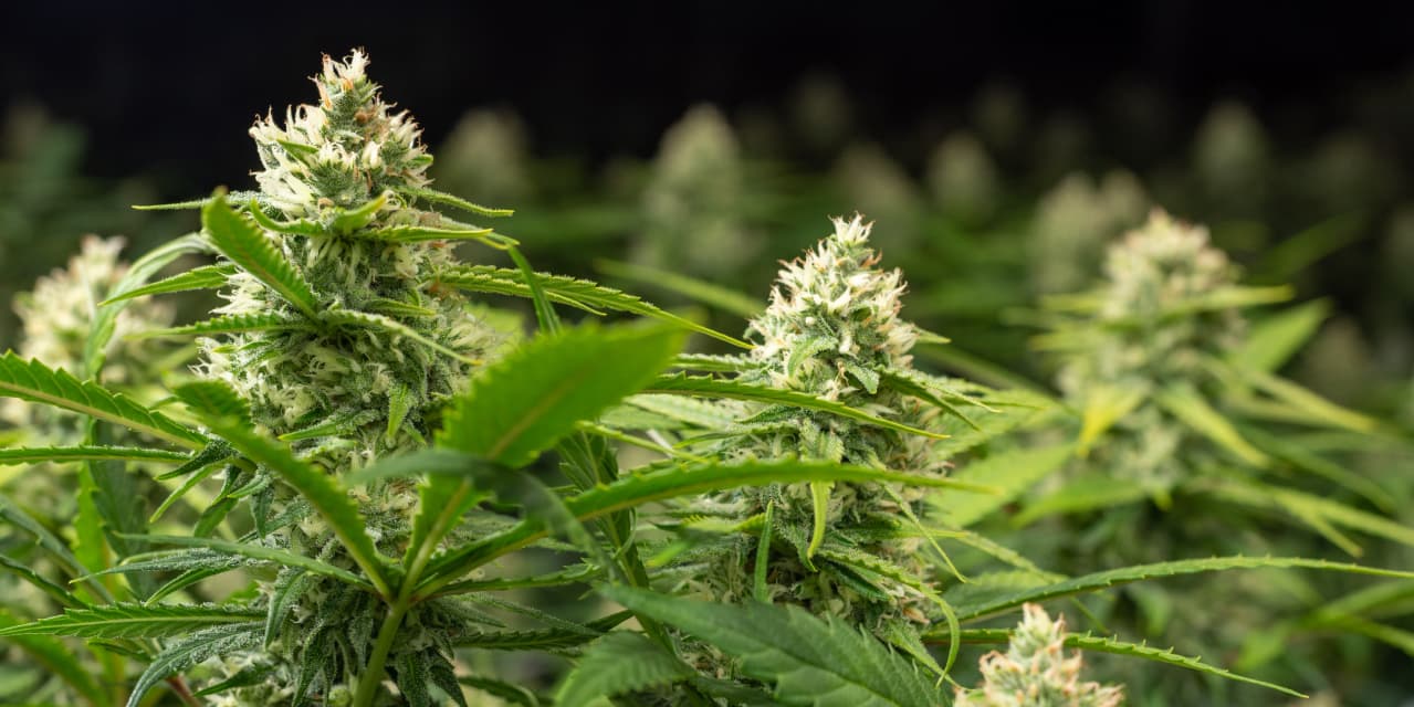 Female plants in flower Hero