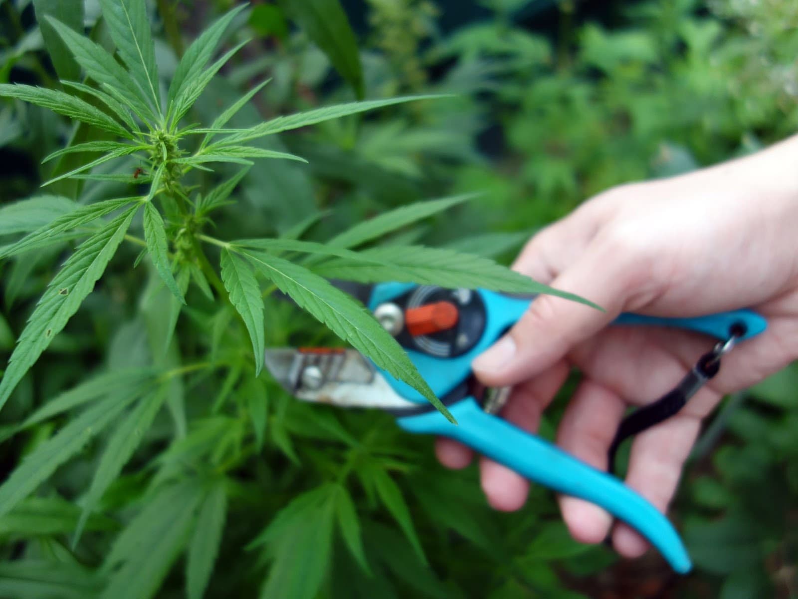 Grower defoliating with secetares
