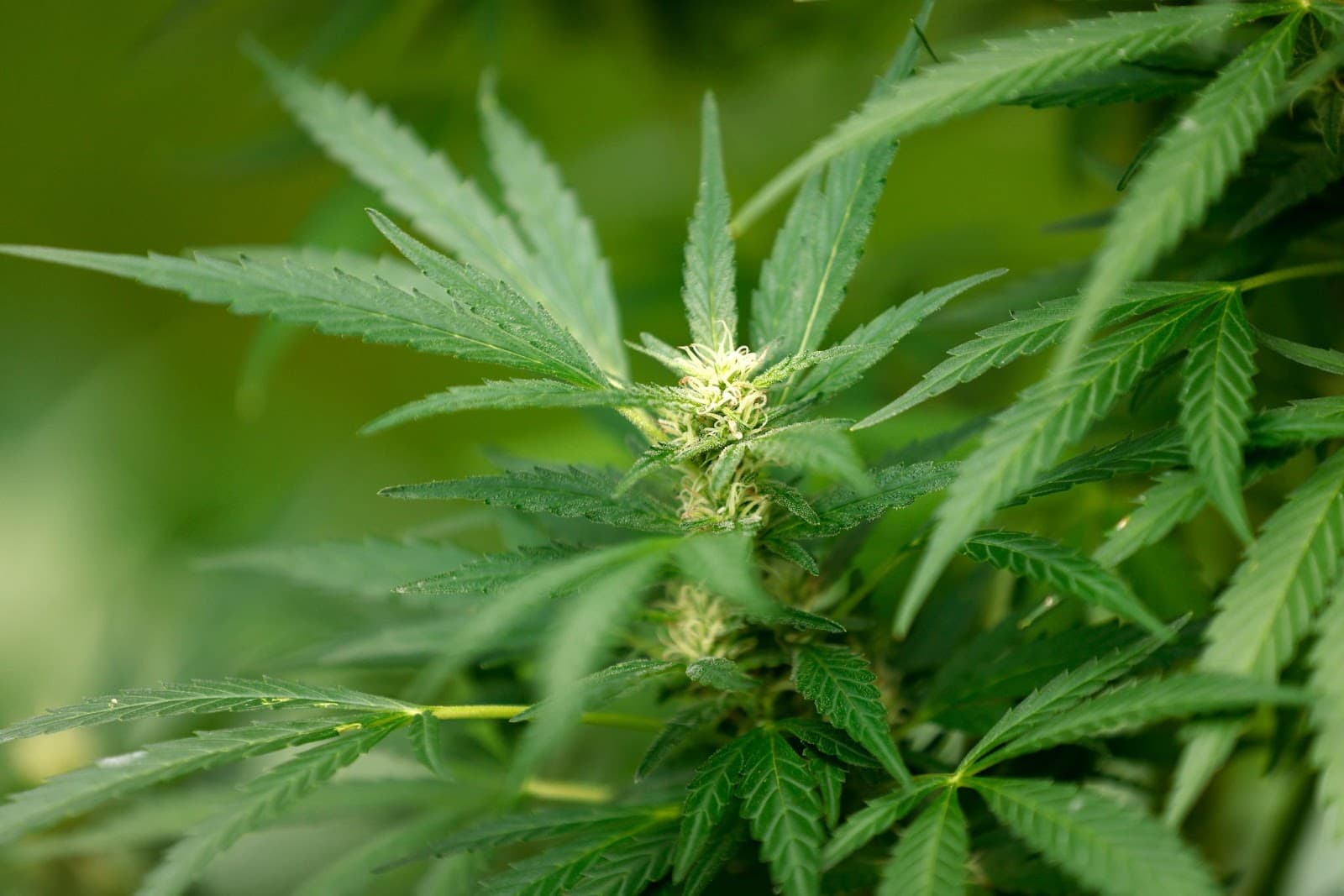 Plants grow in week 4 of flower