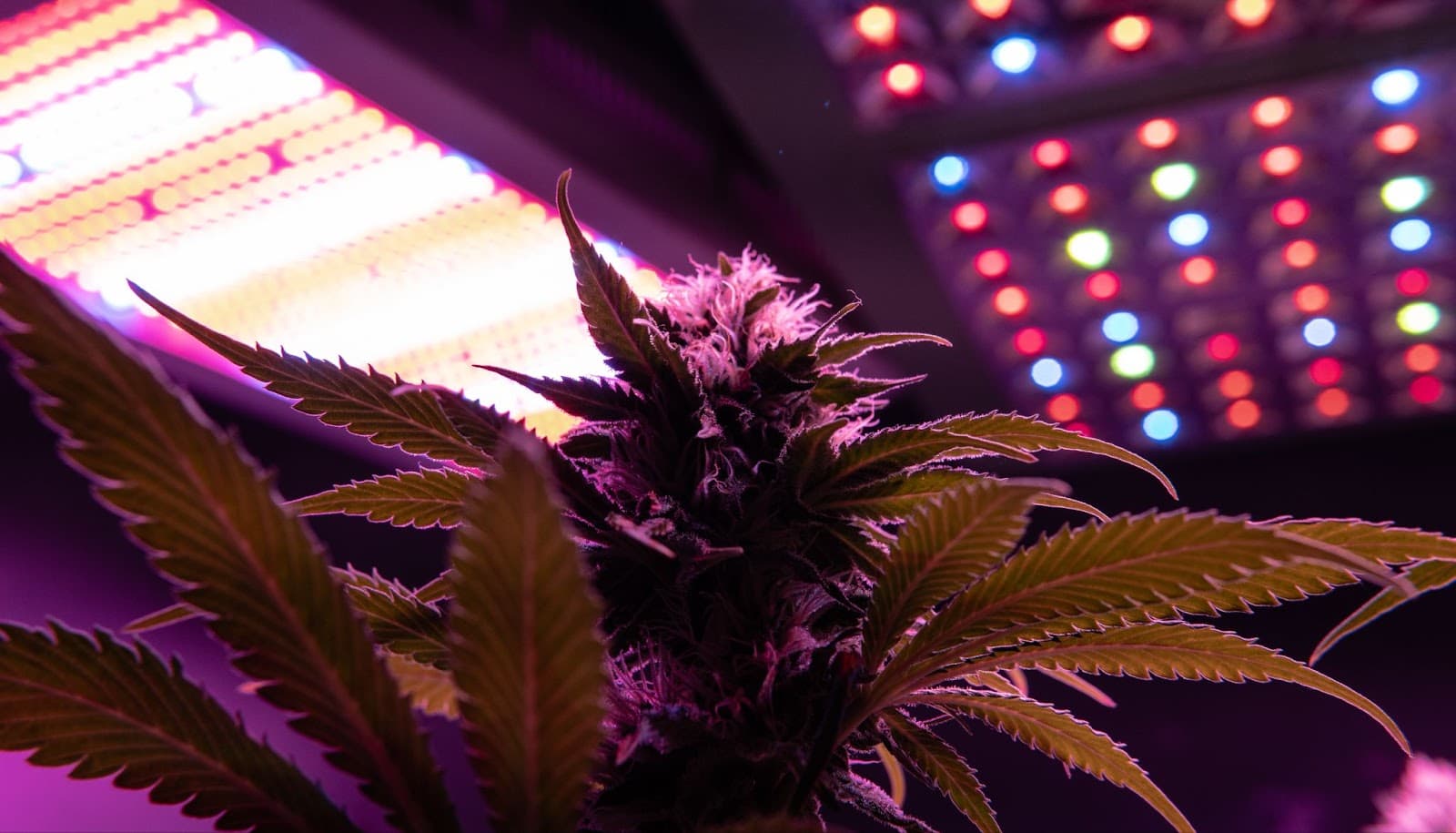 Flowering under LEDS