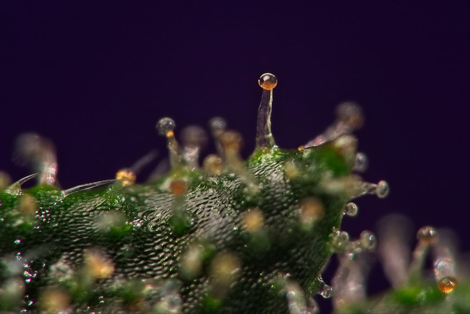Macro shot of trichomes