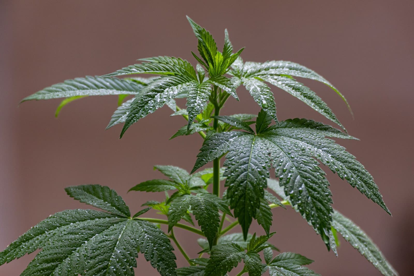 Plant in early flower - just out of the vegetative stage