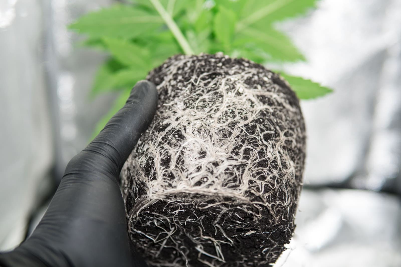 cannabis plant roots