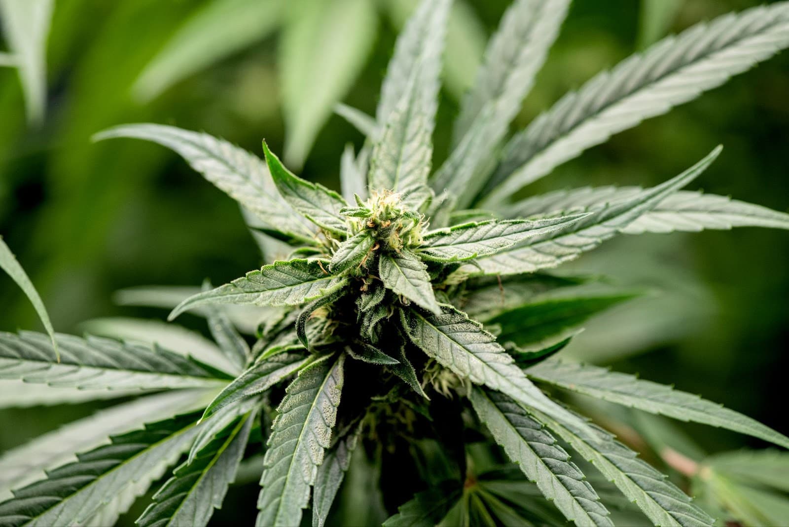 Week 5 of the flowering life cycle