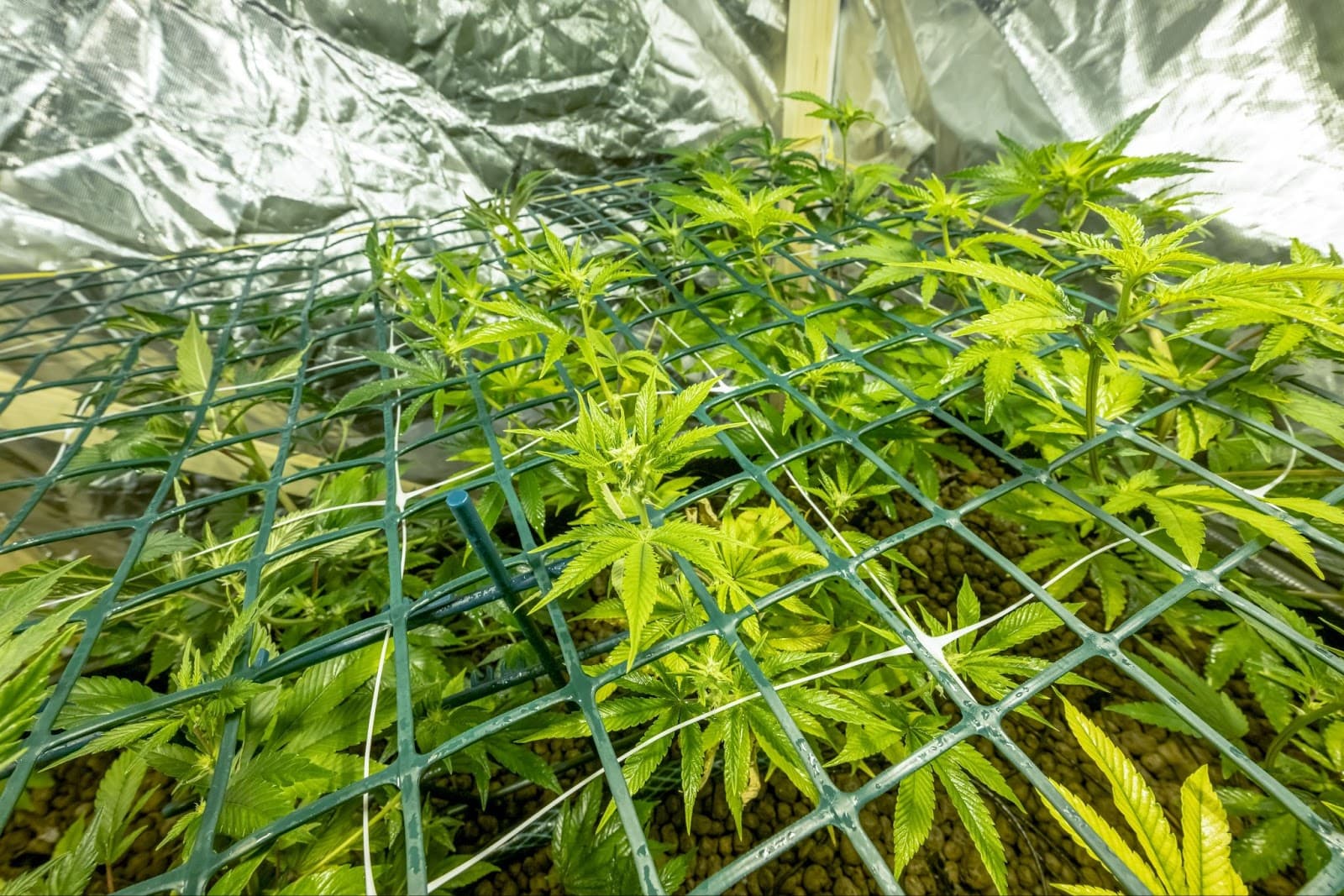 Many growers grow using scrog nets