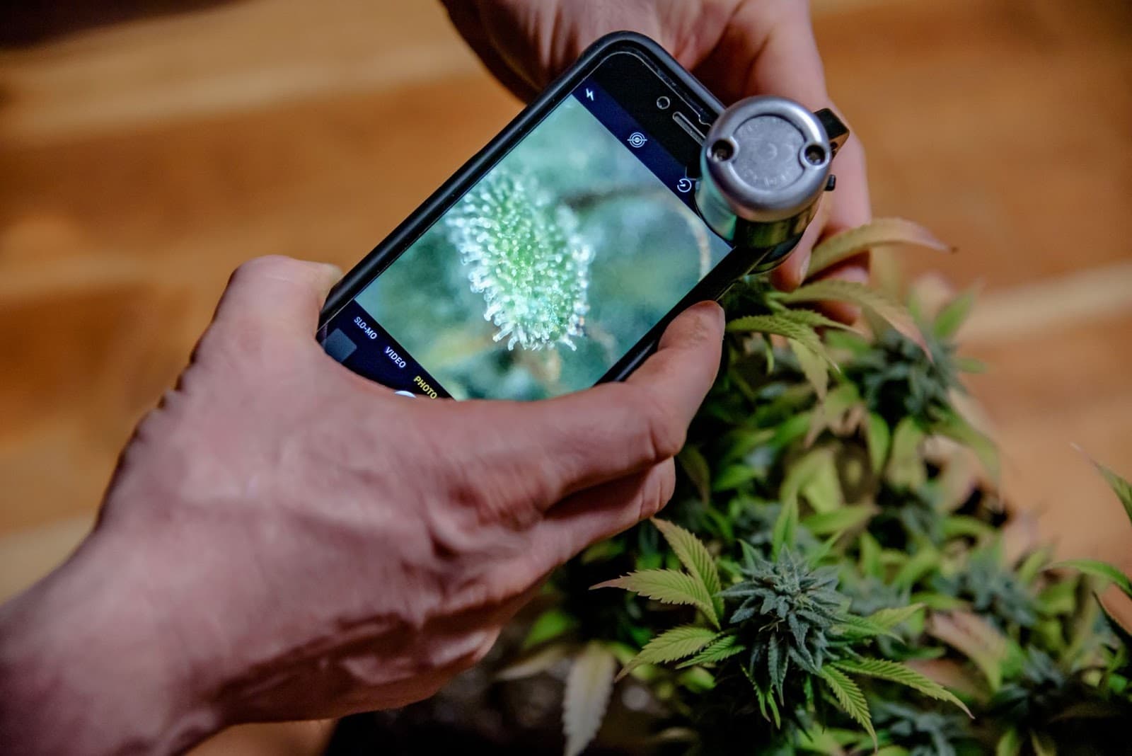 Using a phone camera and magnification to look at trichomes