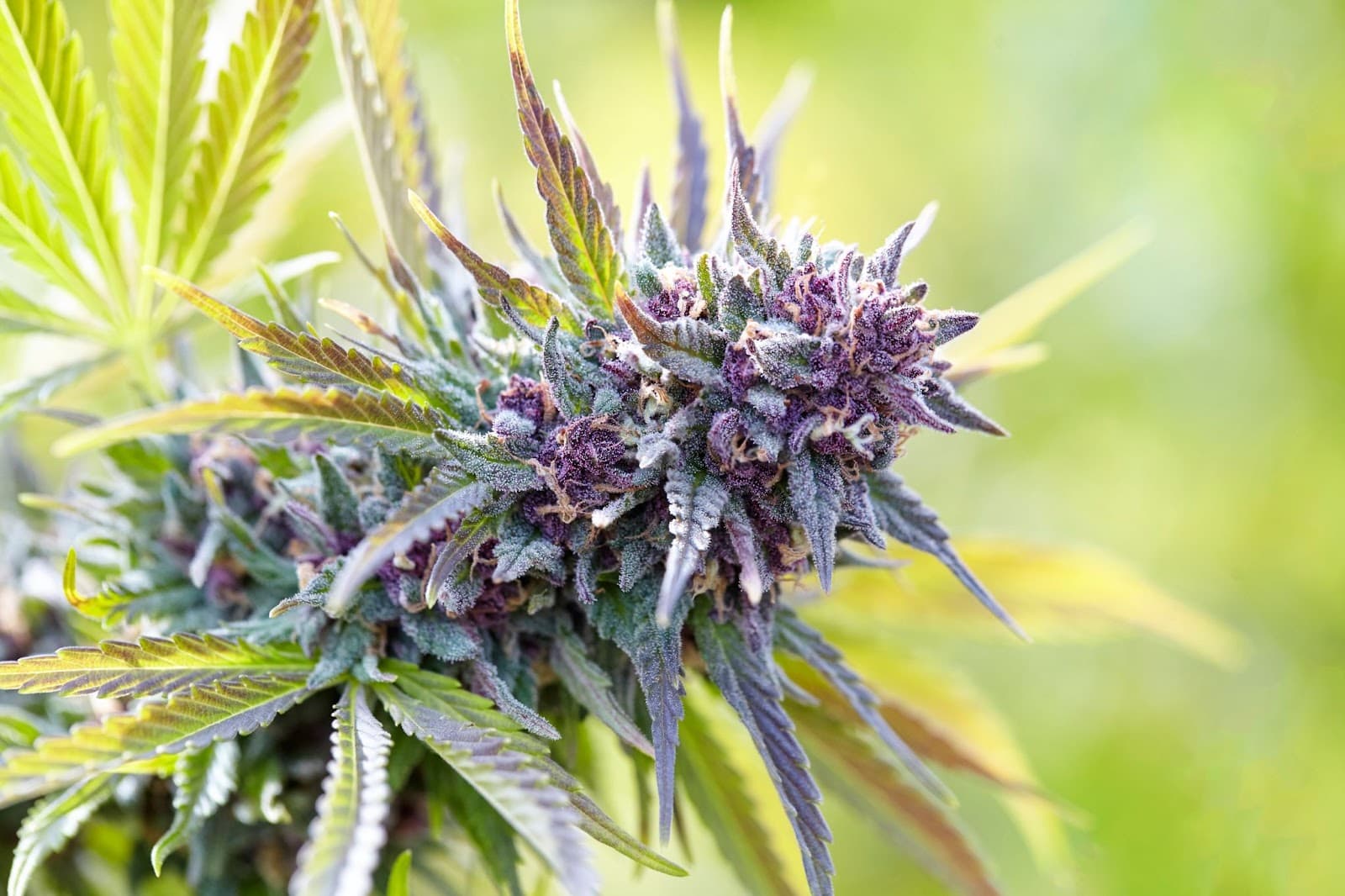 a purple tinted flowering plant