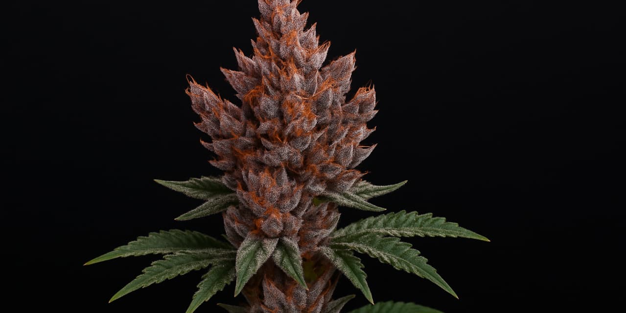 Foxtail cannabis on a dark backgound Hero