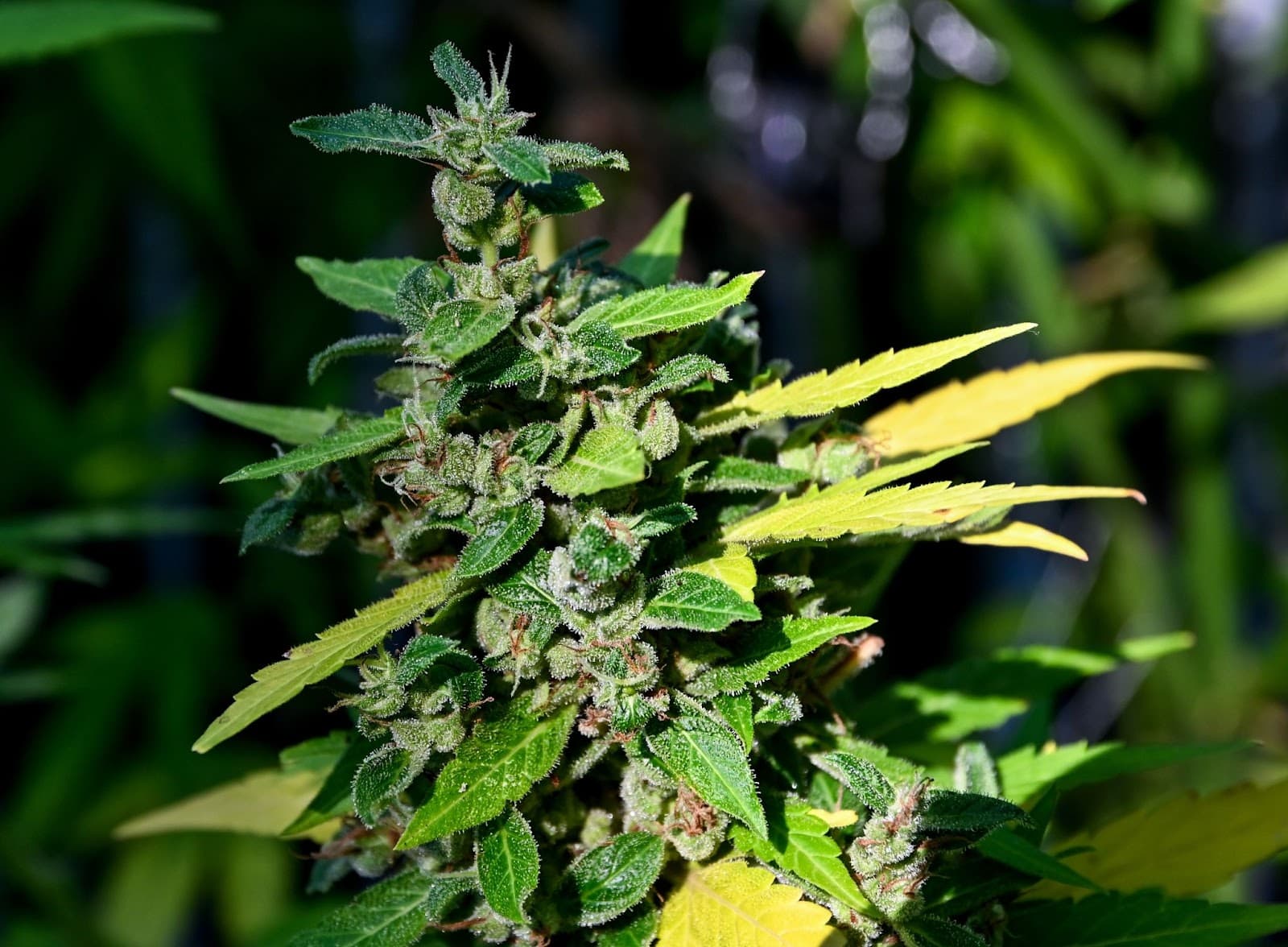 foxtail bud formation