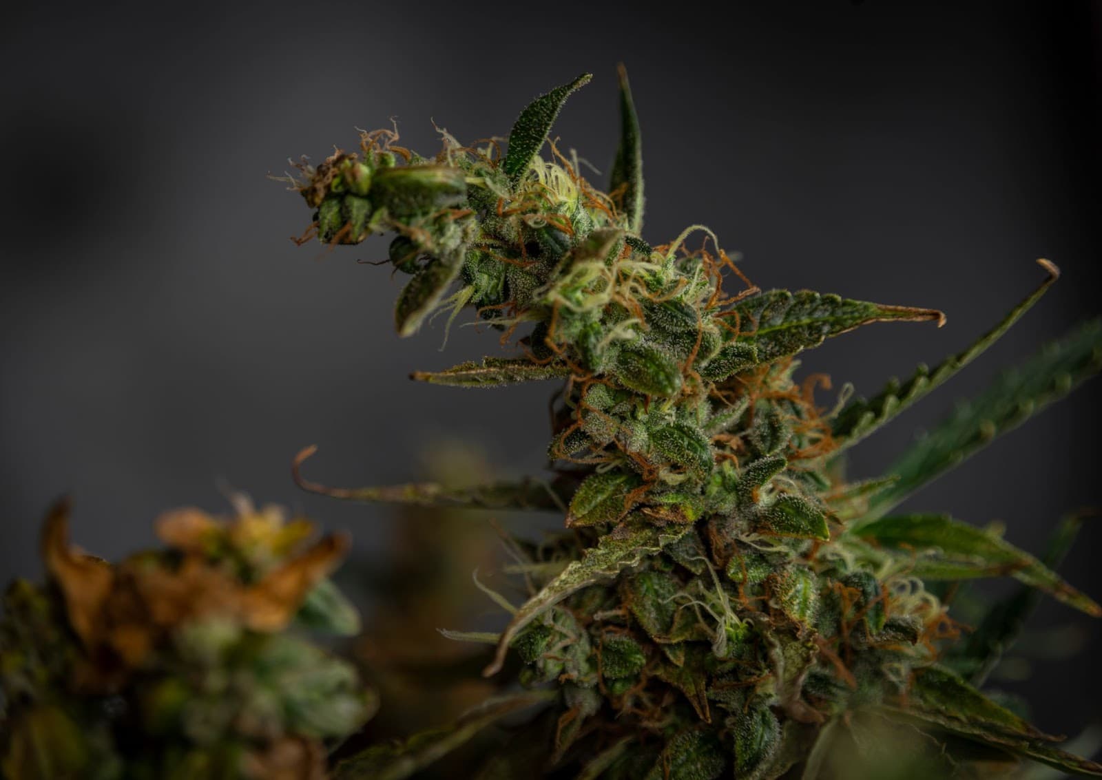 elongated foxtail bud