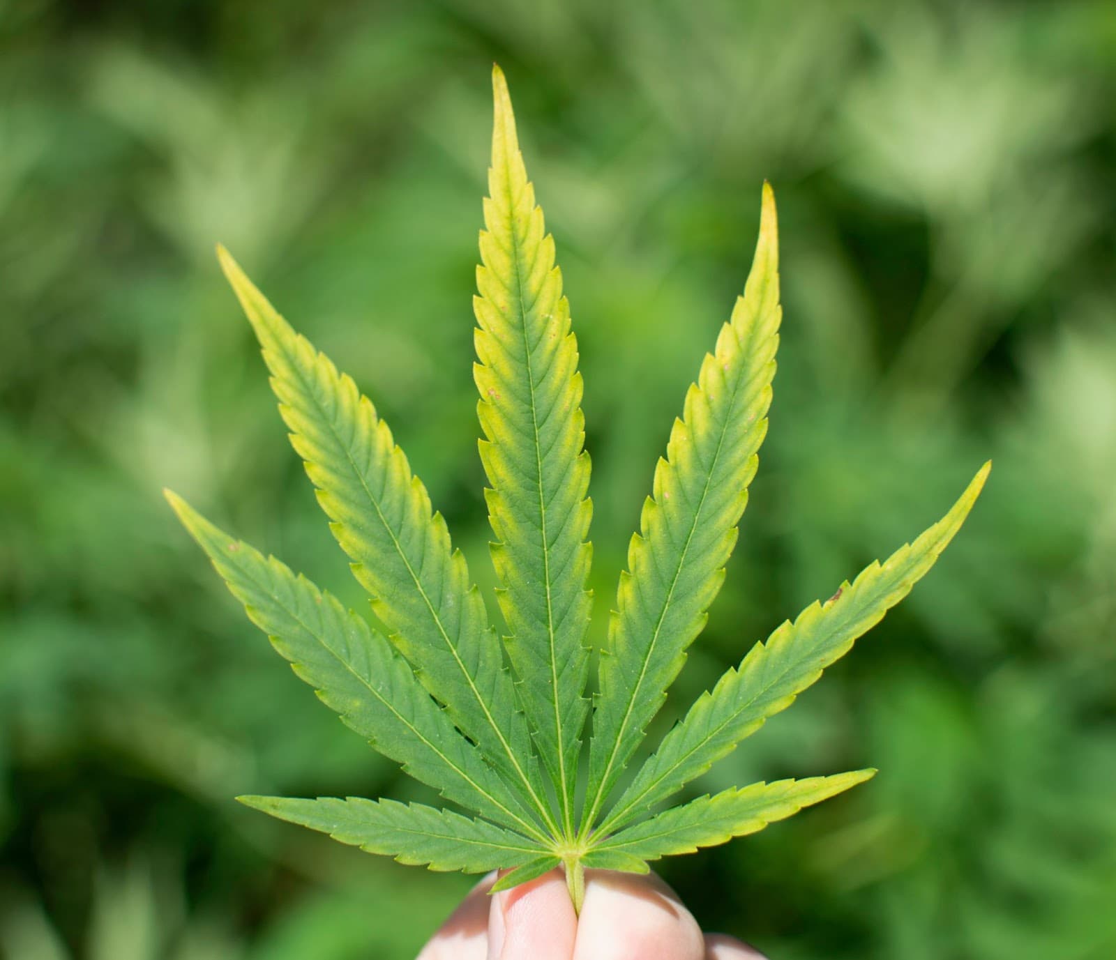 Cannabis leaf showing symptoms of light stress and turning yellow