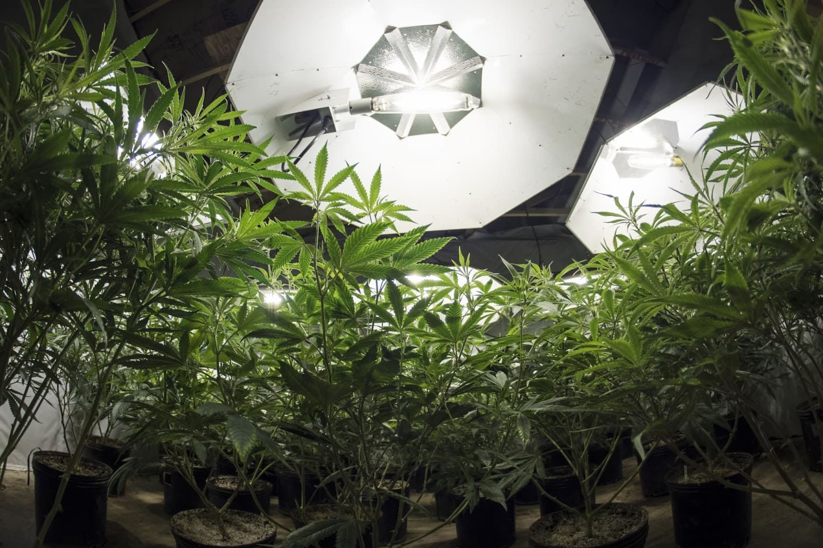 Plants under high intensity lights