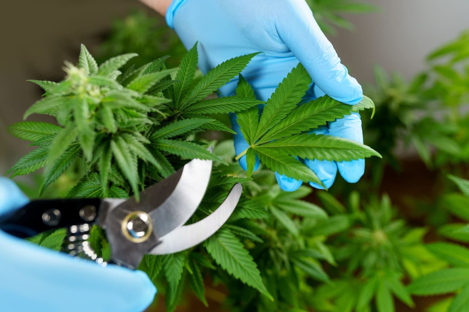 growers should prune a plant grown in soil before it goes into flower