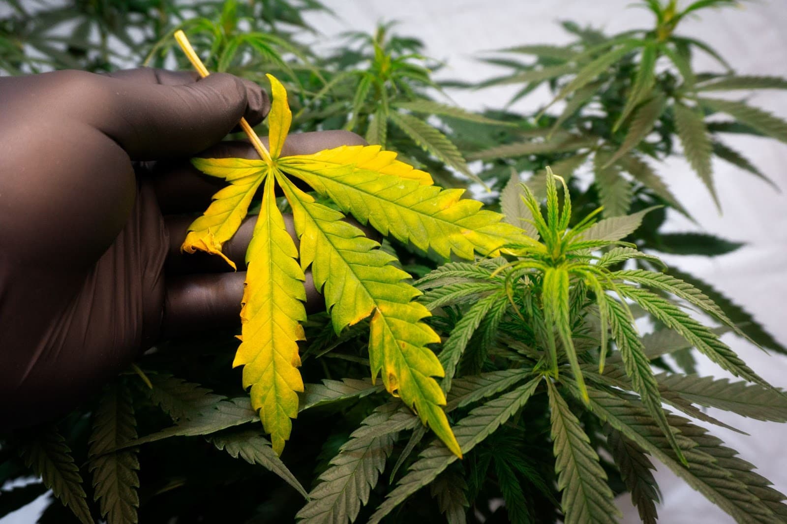Leaf has been burn by excessive mineral nutrients