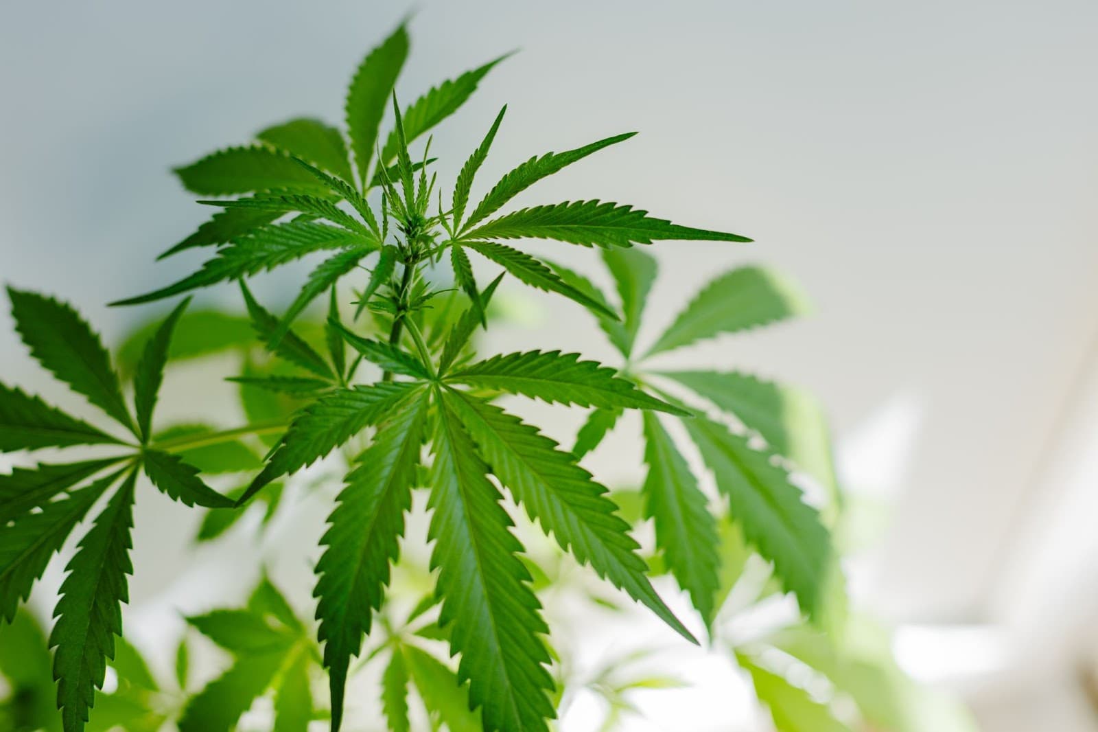 Cannabis seedling