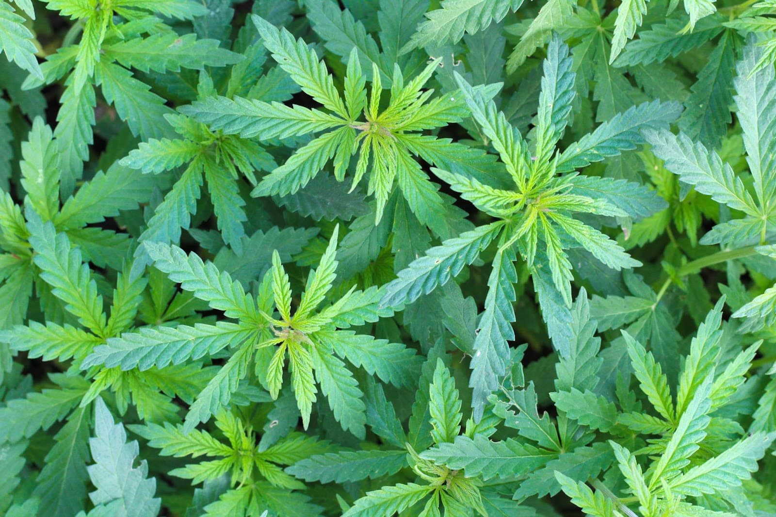 Cannabis plants in veg