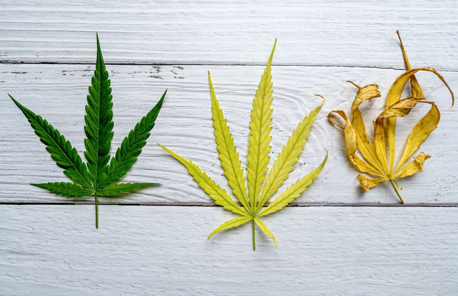 Cannabis plant leaves with nutrient problems