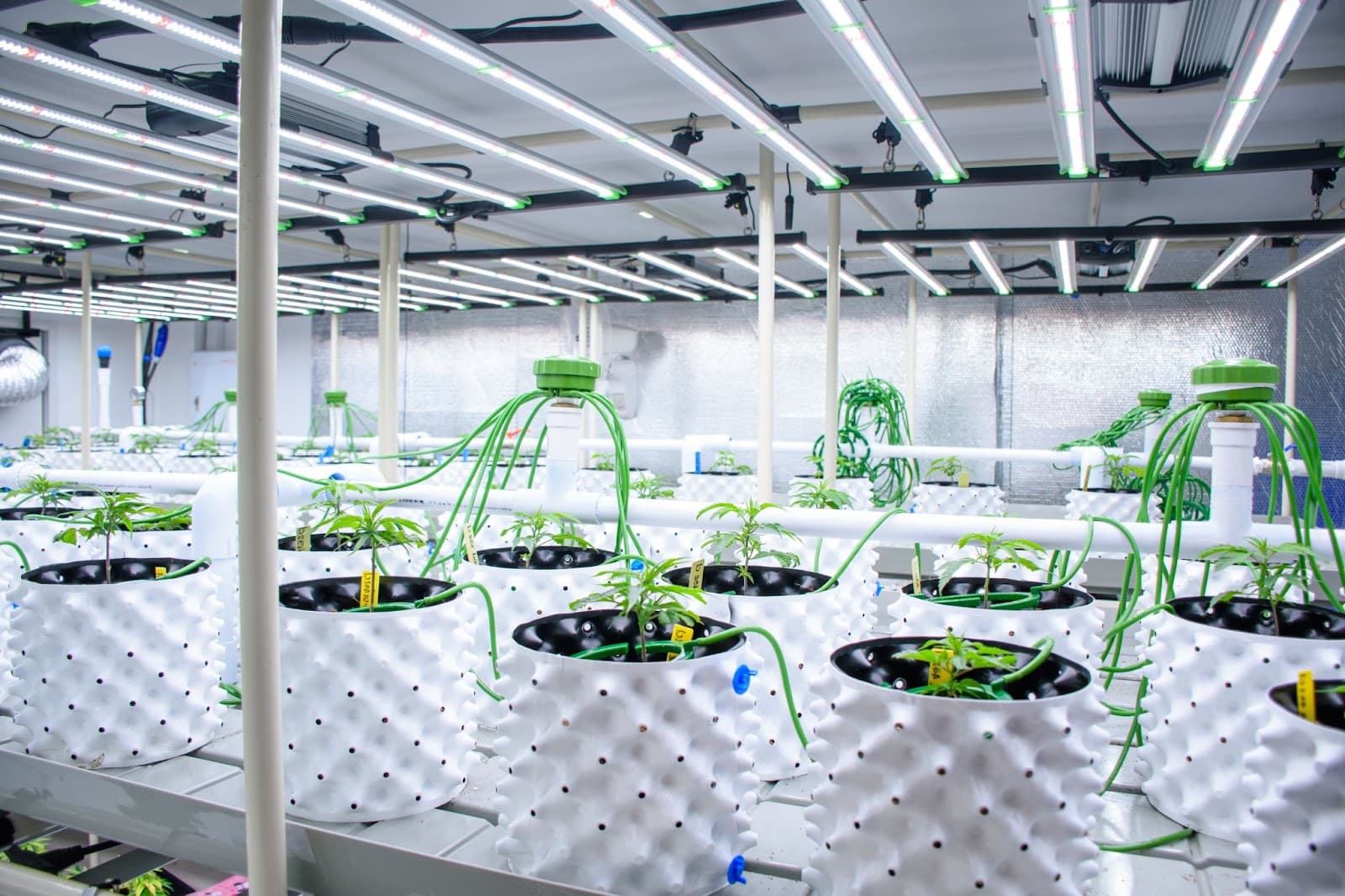 Hydroponic growing set up
