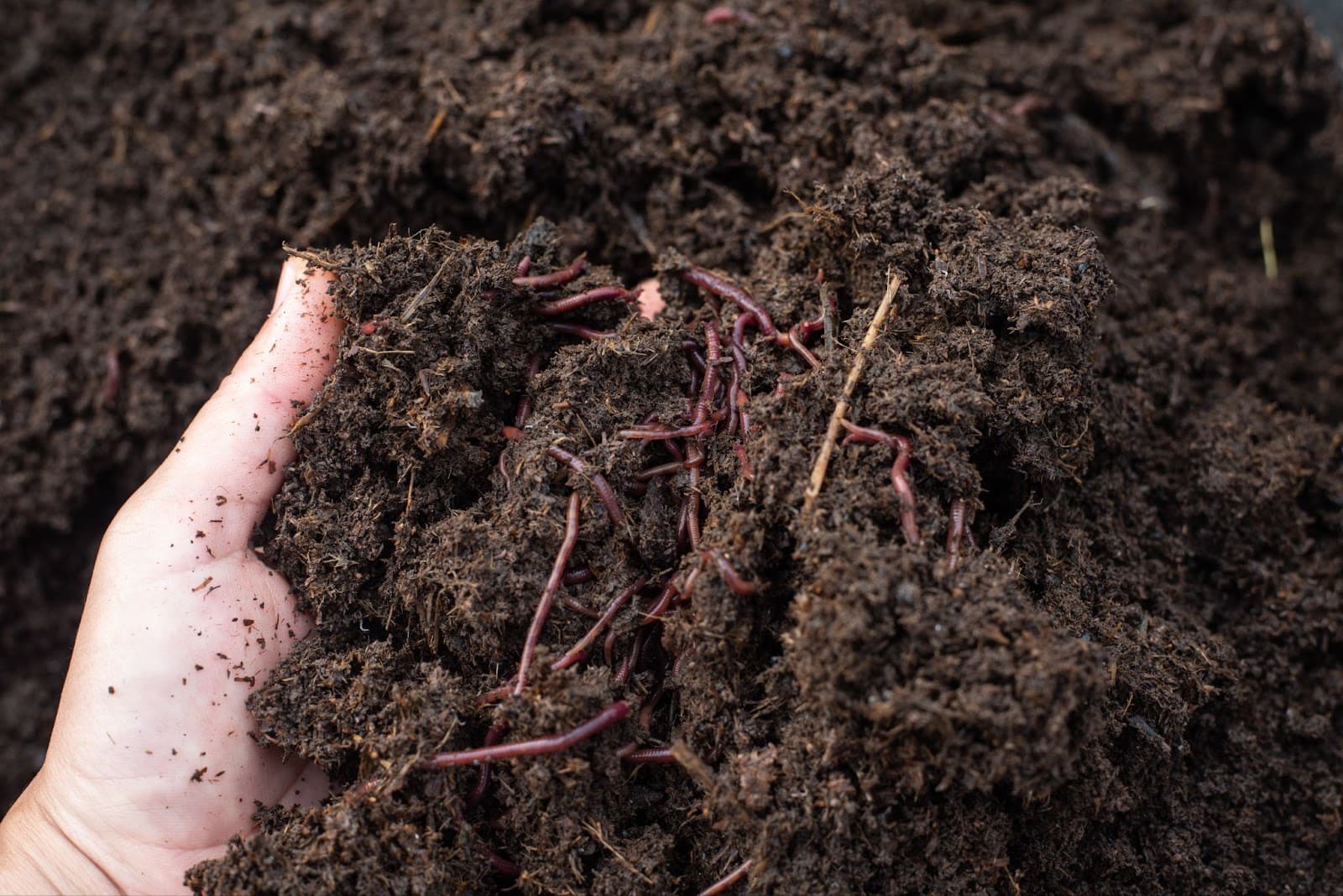 Cannabis cultivation in soil