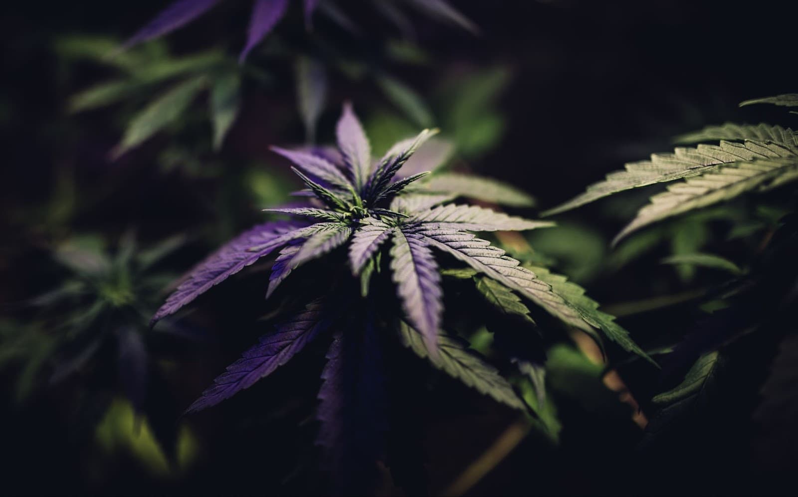Cannabis being fed balanced nutrients