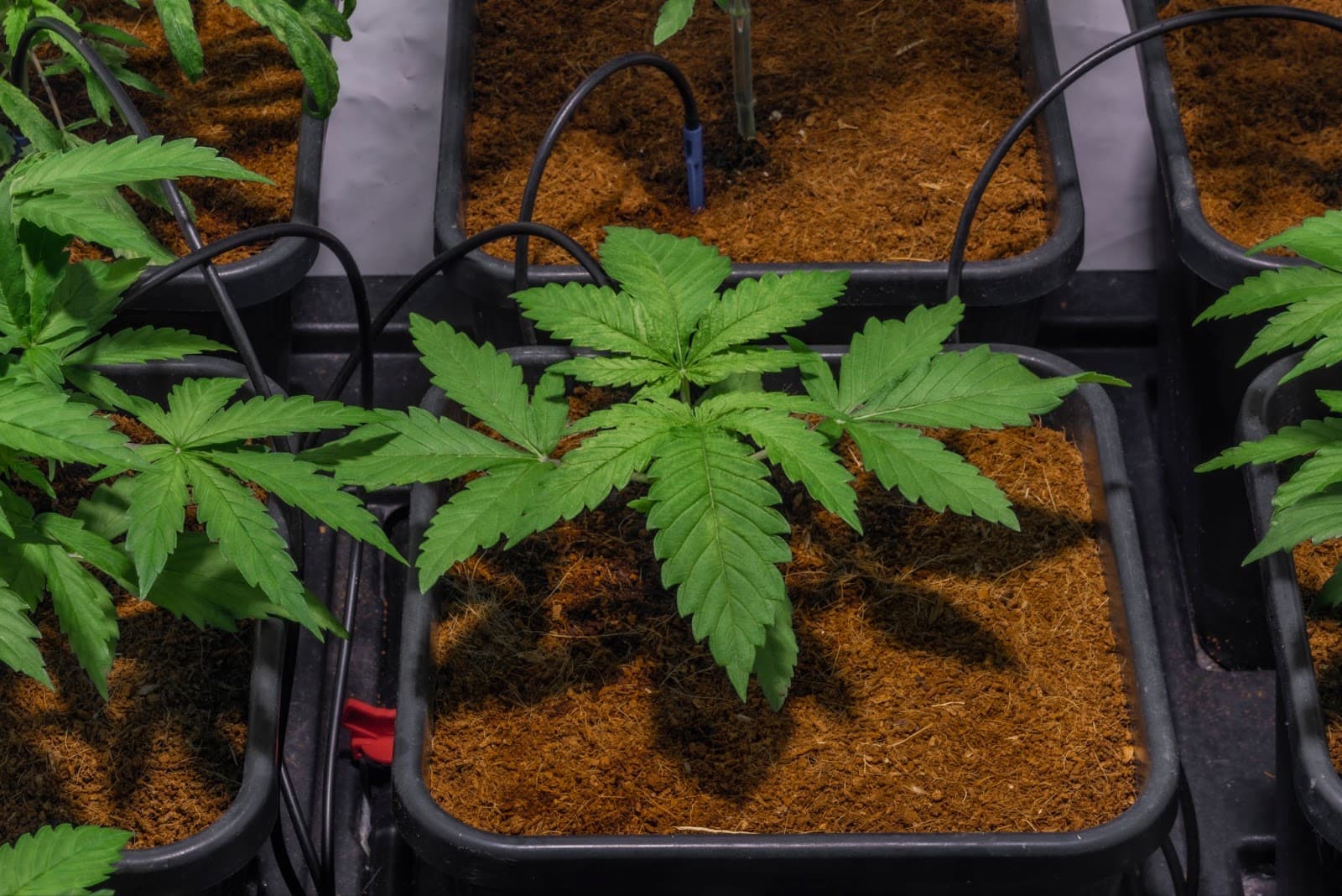 Plants being fed synthetic cannabis nutrients