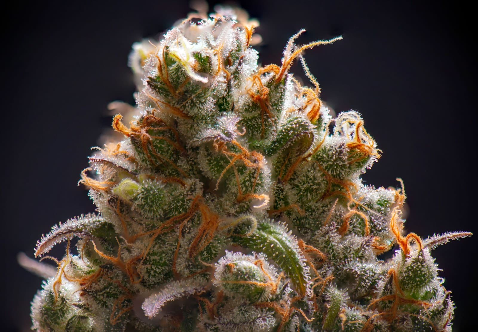 Close of a flowering cannabis bud