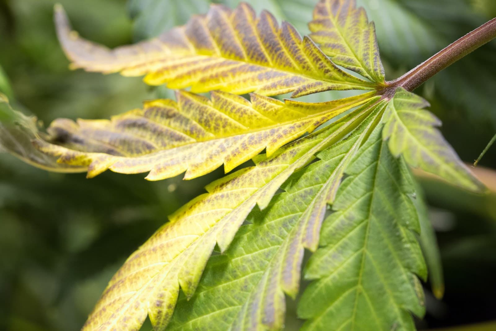 Plant leaves showing nutrient lockout