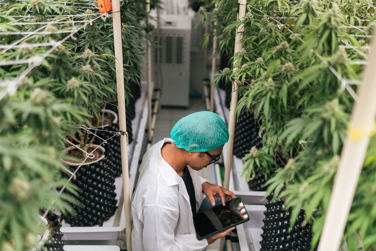Member of staff doing crop registration in a facility growing cannabis