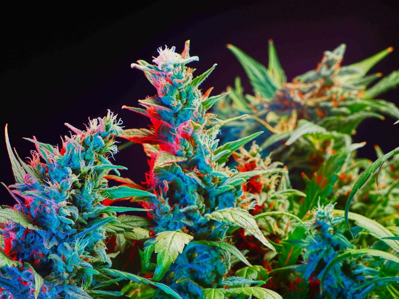 Healthy flowering cannabis plant