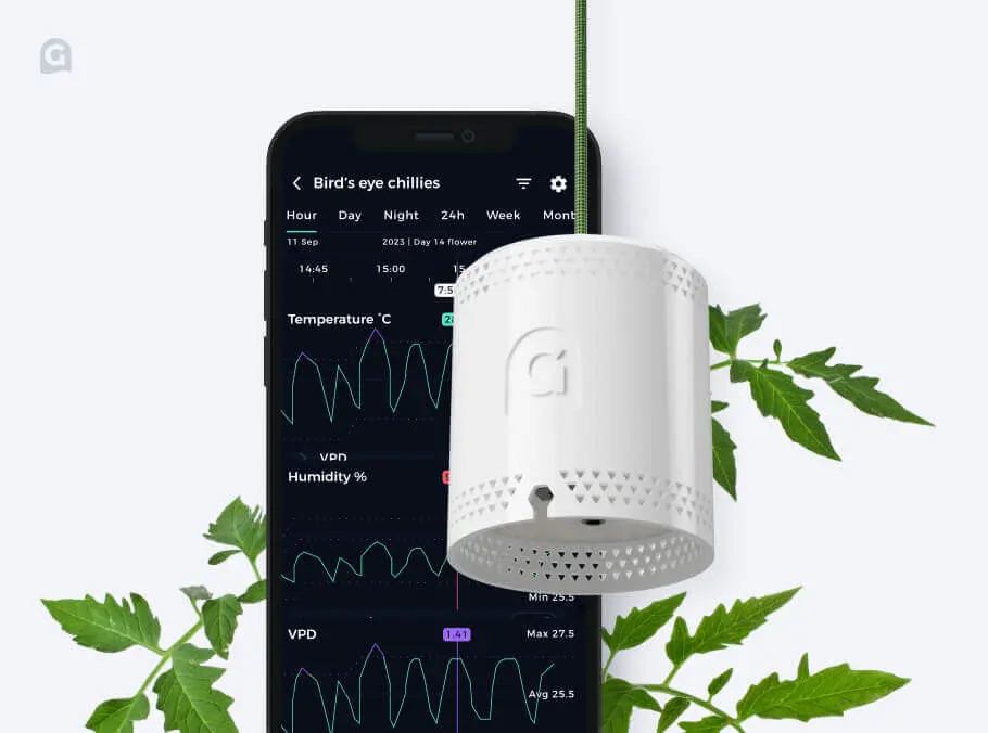 The grow sensor hanging in front of the grow app on he iPhone