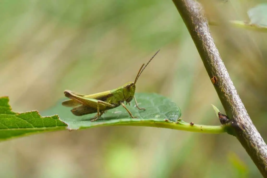 Grasshopper cannabis pest