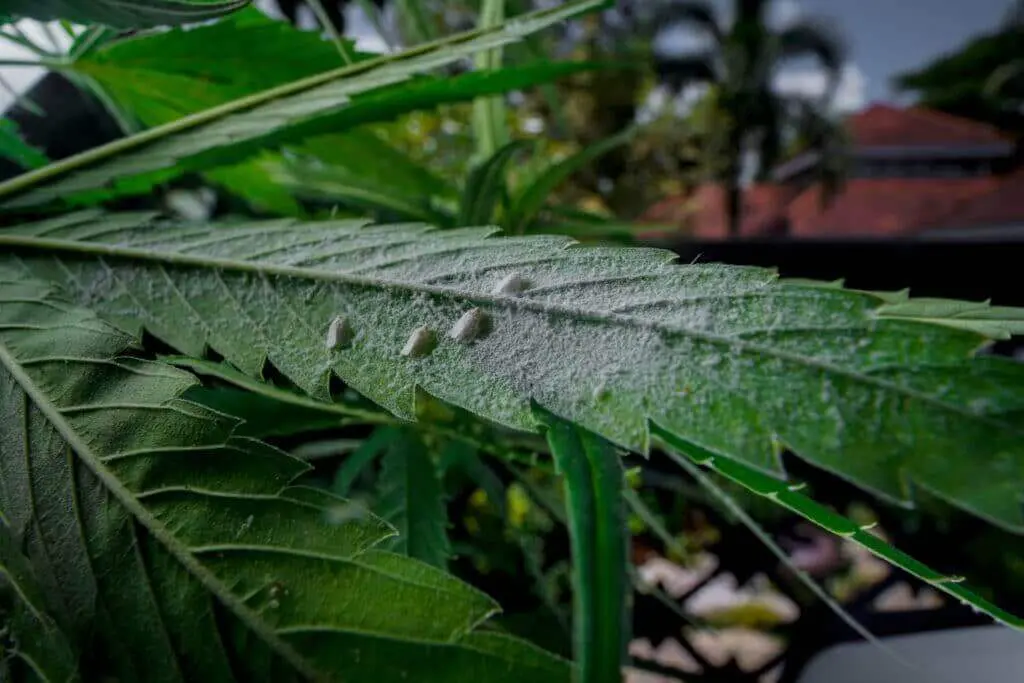 Mealy bugs on the underside of cannabis leaf