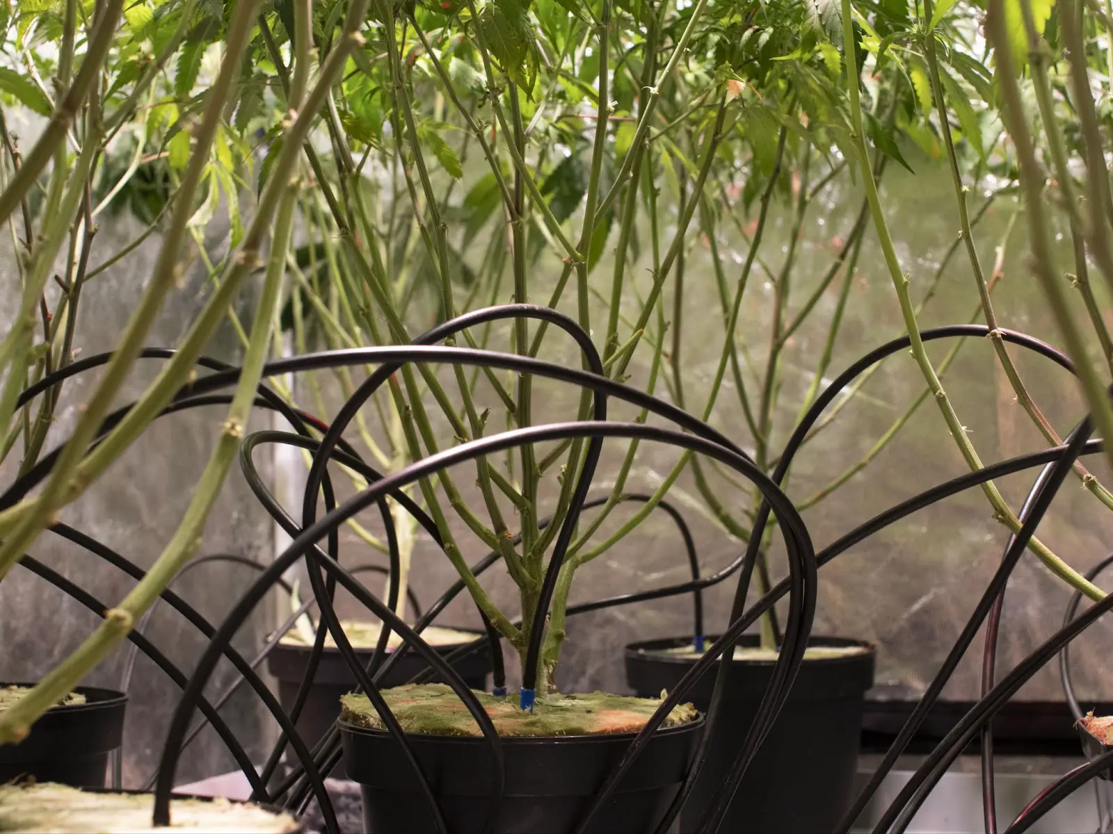 The under canopy of some cannabis plants being watered automatically.