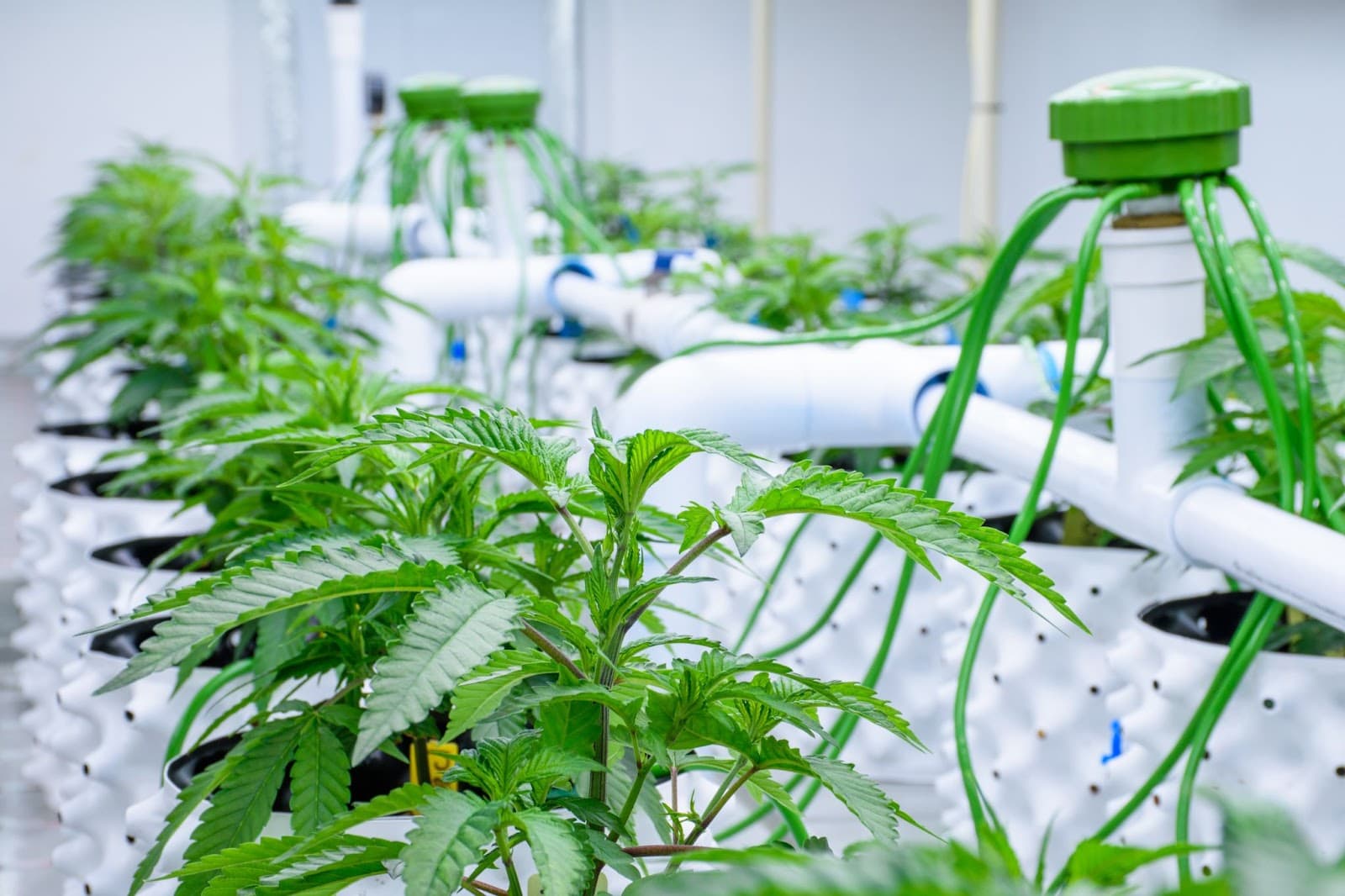 Plants in airpots being watered by drip irrigation
