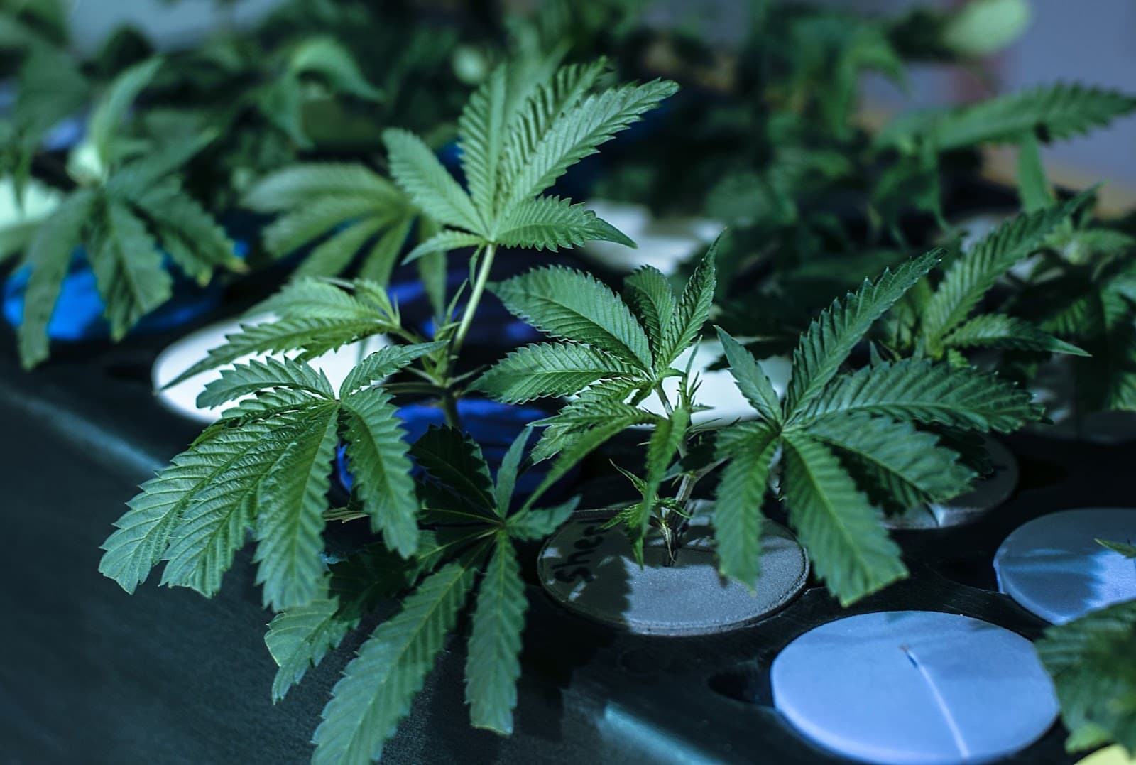 A grower cloning cannabis using hydroponics.