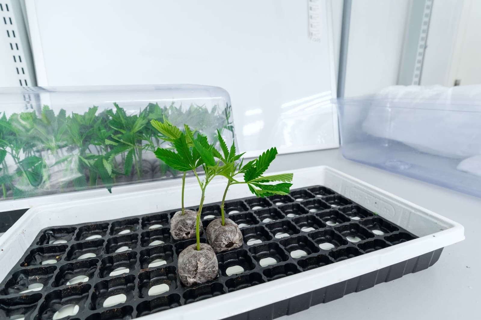 A grower cloning cannabis indoors in a clean environment.