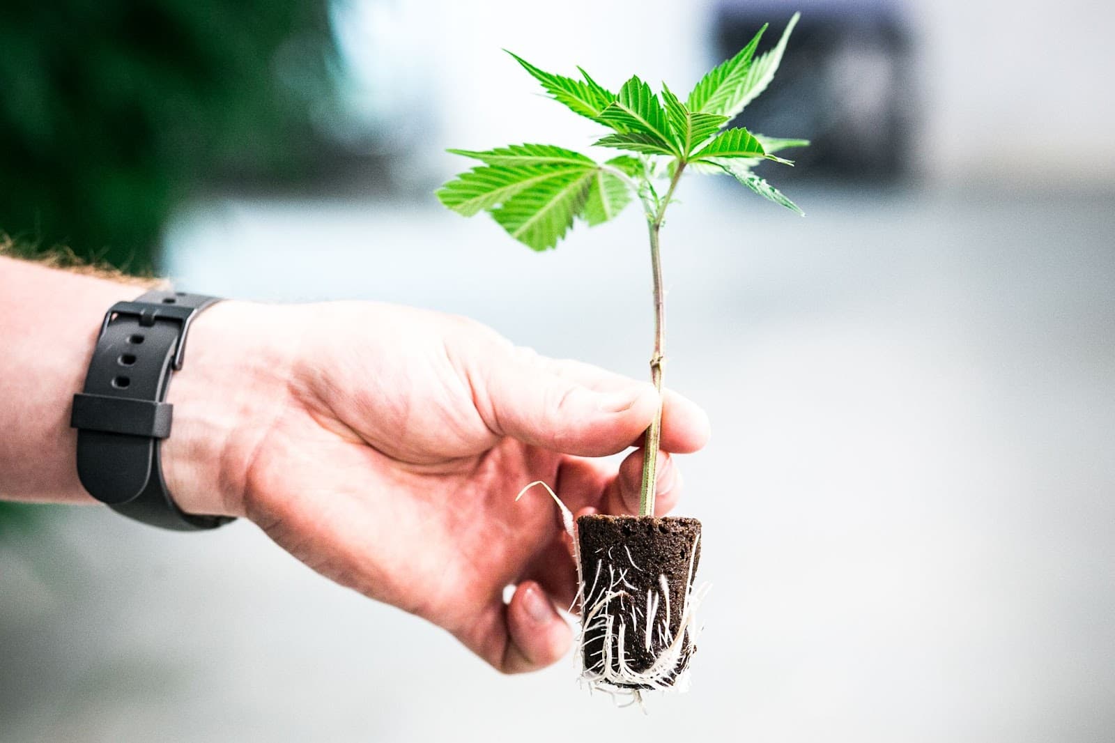 A grower holding a cloned cannabis plant in his hand.