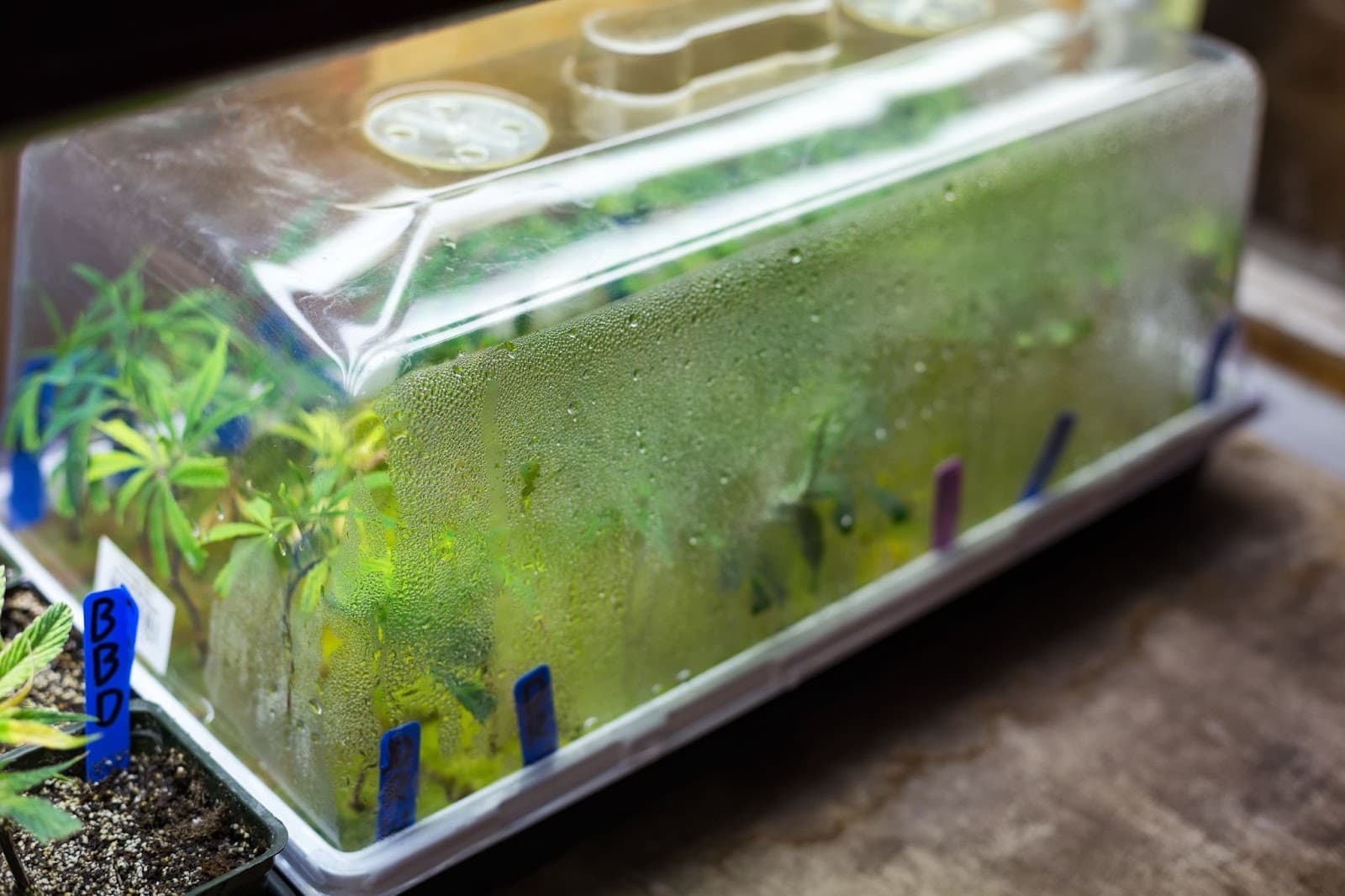 A grower cloning cannabis using a clone dome.