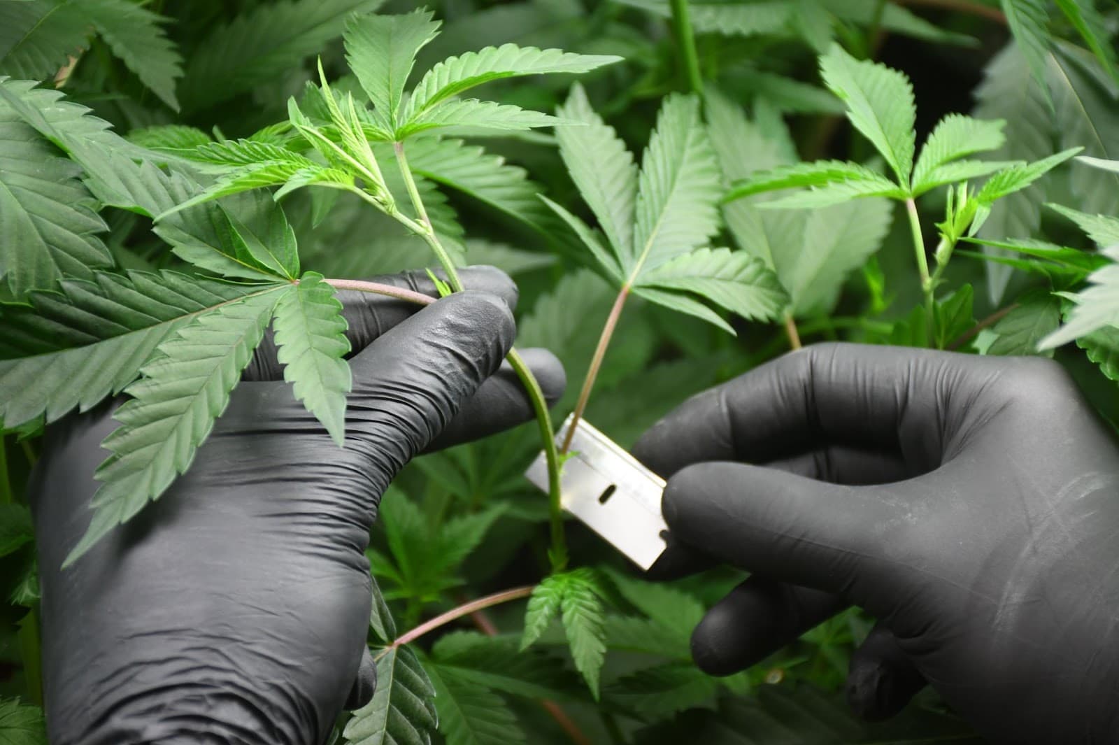 A cannabis grow cloning cannabis by cutting a branch using a razor blade.