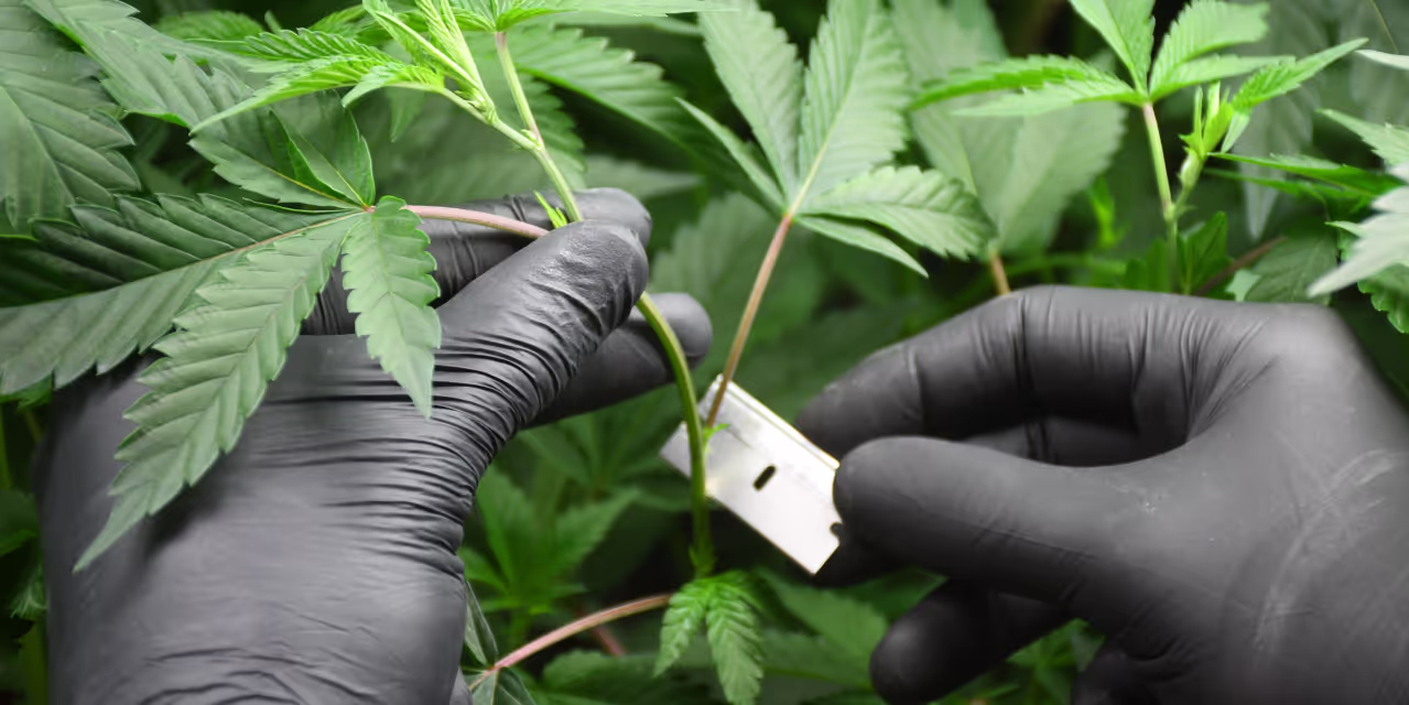 A grower cloning cannabis in an indoor grow room.