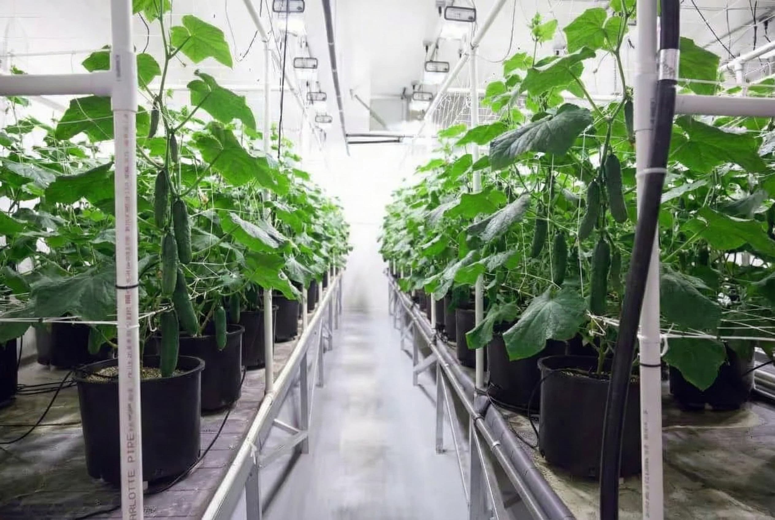 Optimise your grow space before supplementing with CO2