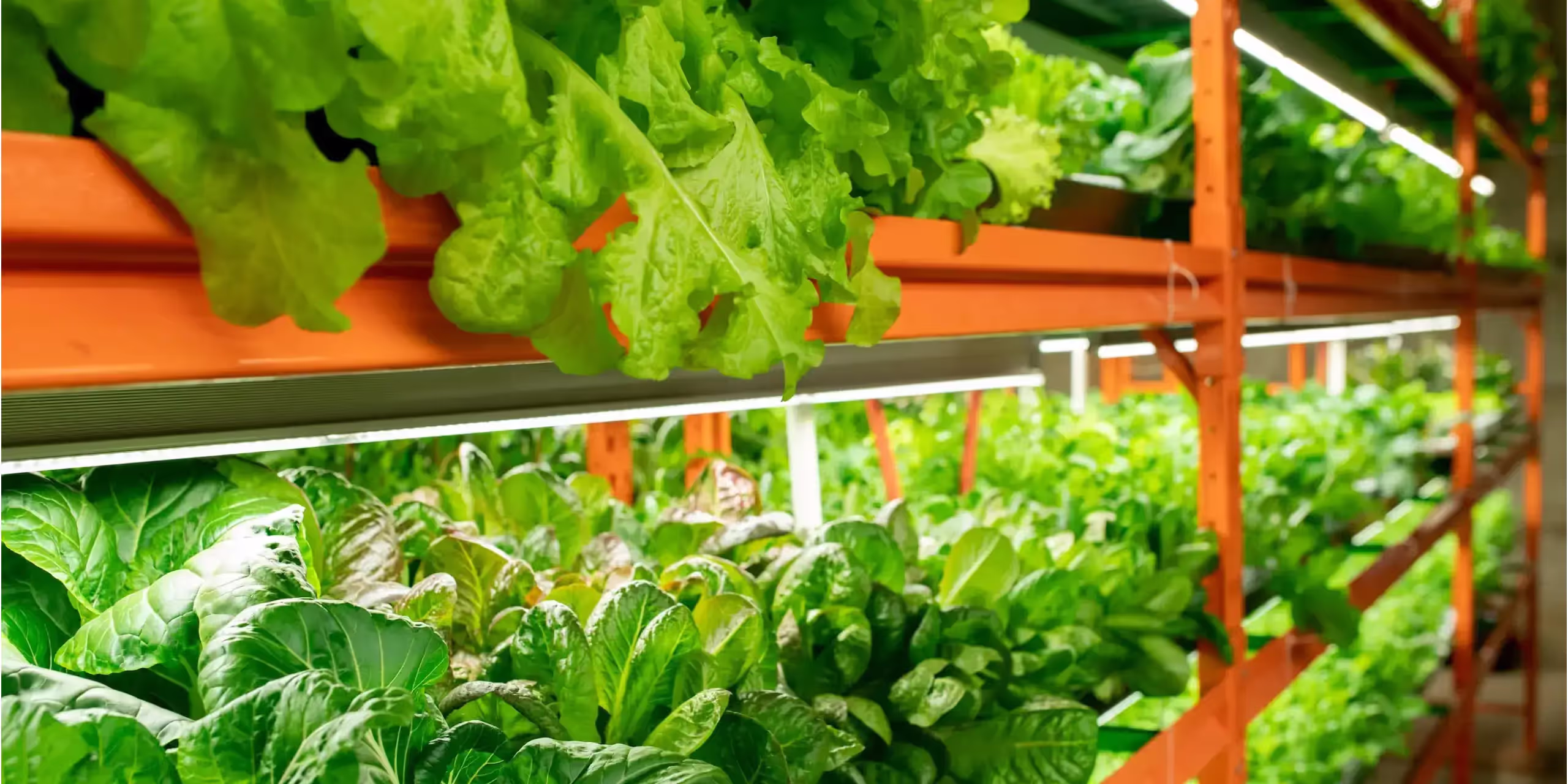 Salad plants being grown in a Controlled Environment Agriculture space